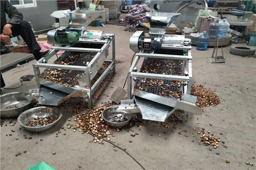 昌黎茶籽去皮機價格及設(shè)備銷售指南